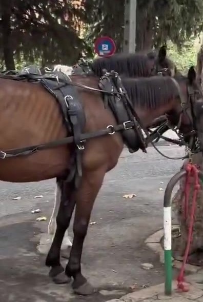 Caballo de galera con costillas visibles
