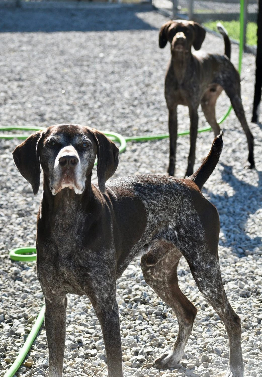 Two pointers standing in a sunny gravel play yard