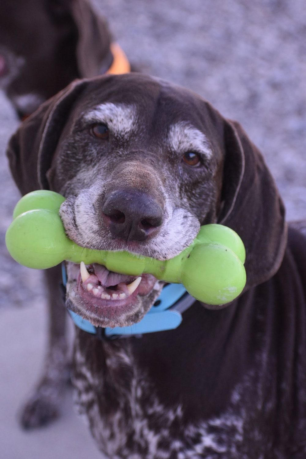 A content senior pointer holding a green bone toy