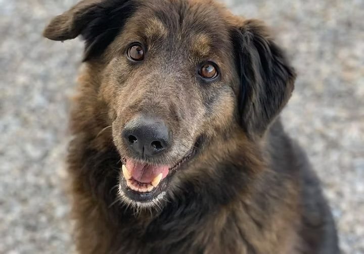 A smiling brown dog looking happily up at the camera