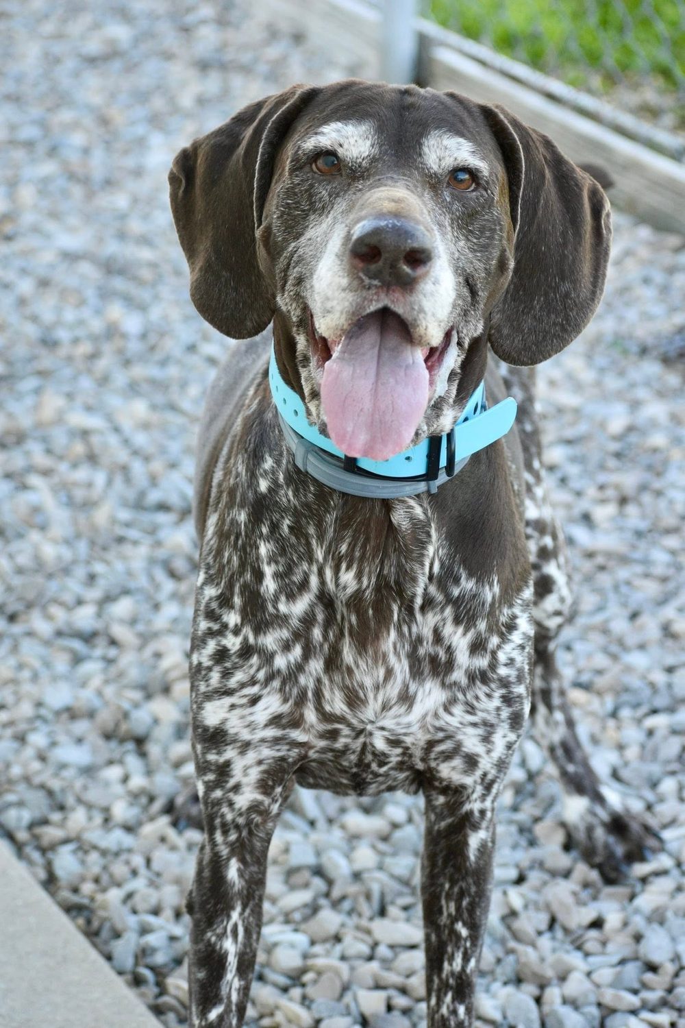 A speckled pointer with a light blue collar, tongue out and happy