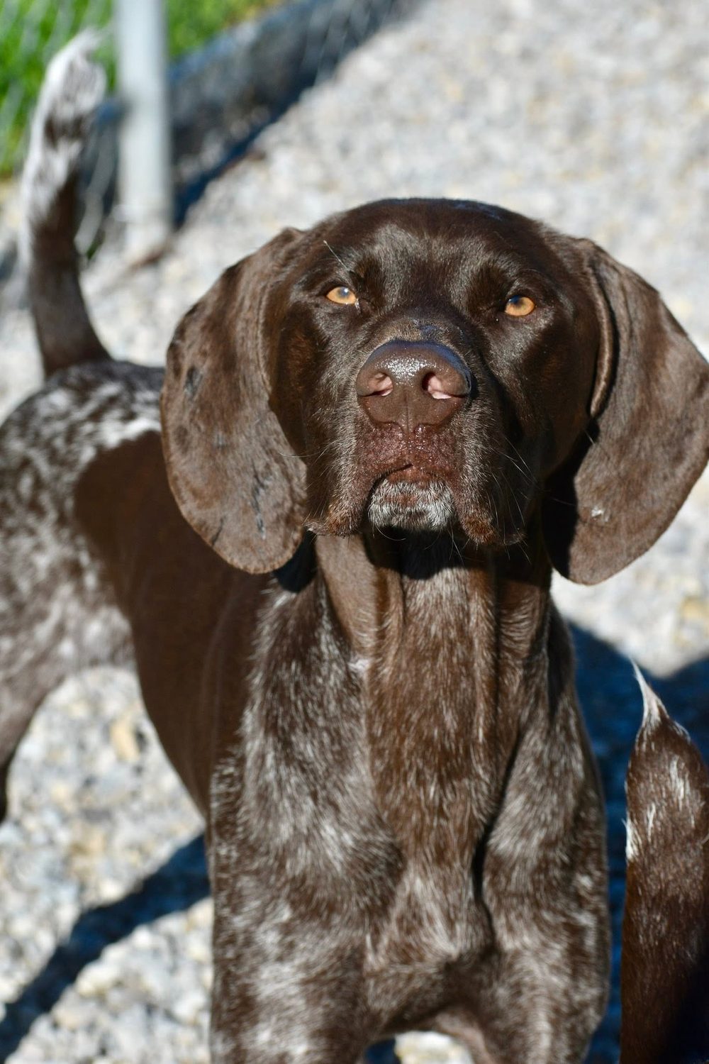 A chocolate German shorthaired pointer gazing at the camera