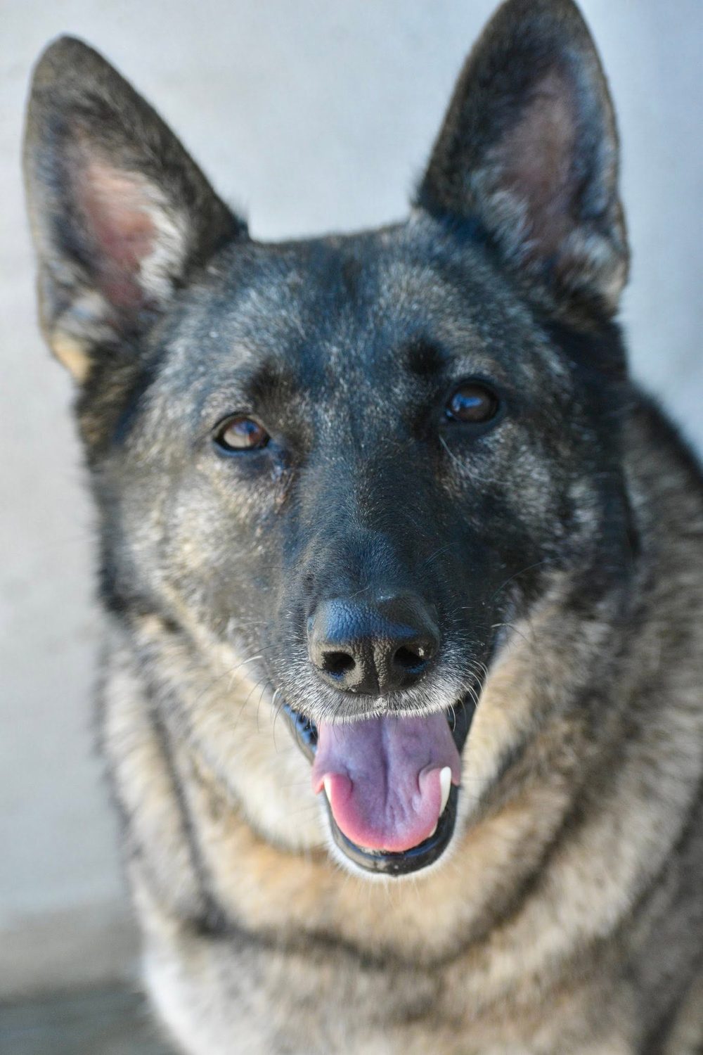 A silver and tan German shepherd smiling with tongue out