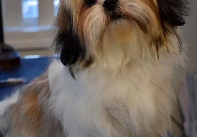 A well-groomed shih tzu with a glossy coat