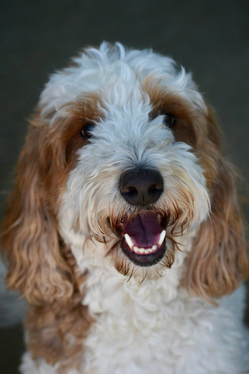 A freshly groomed apricot and white goldendoodle smiling at the camera