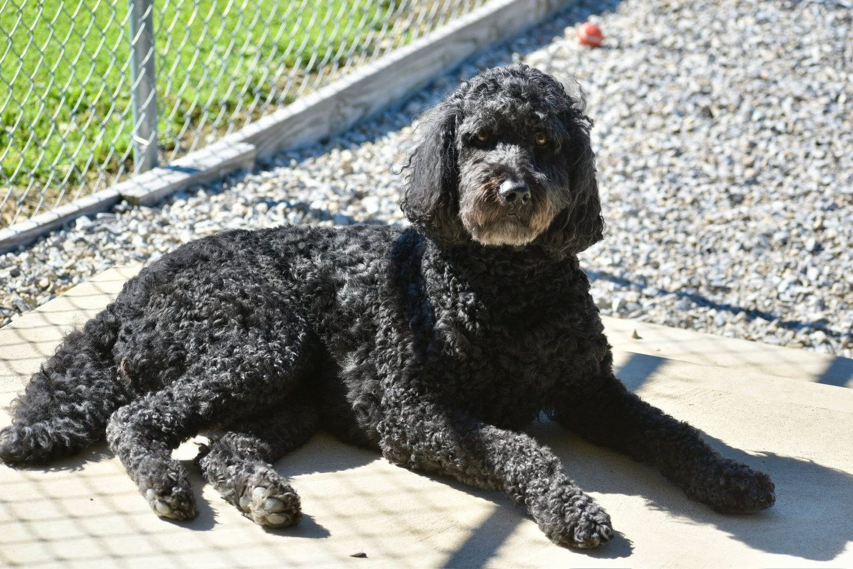 A freshly groomed black poodle resting in the sun