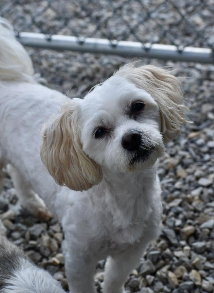 A clean, fluffy little white dog after grooming