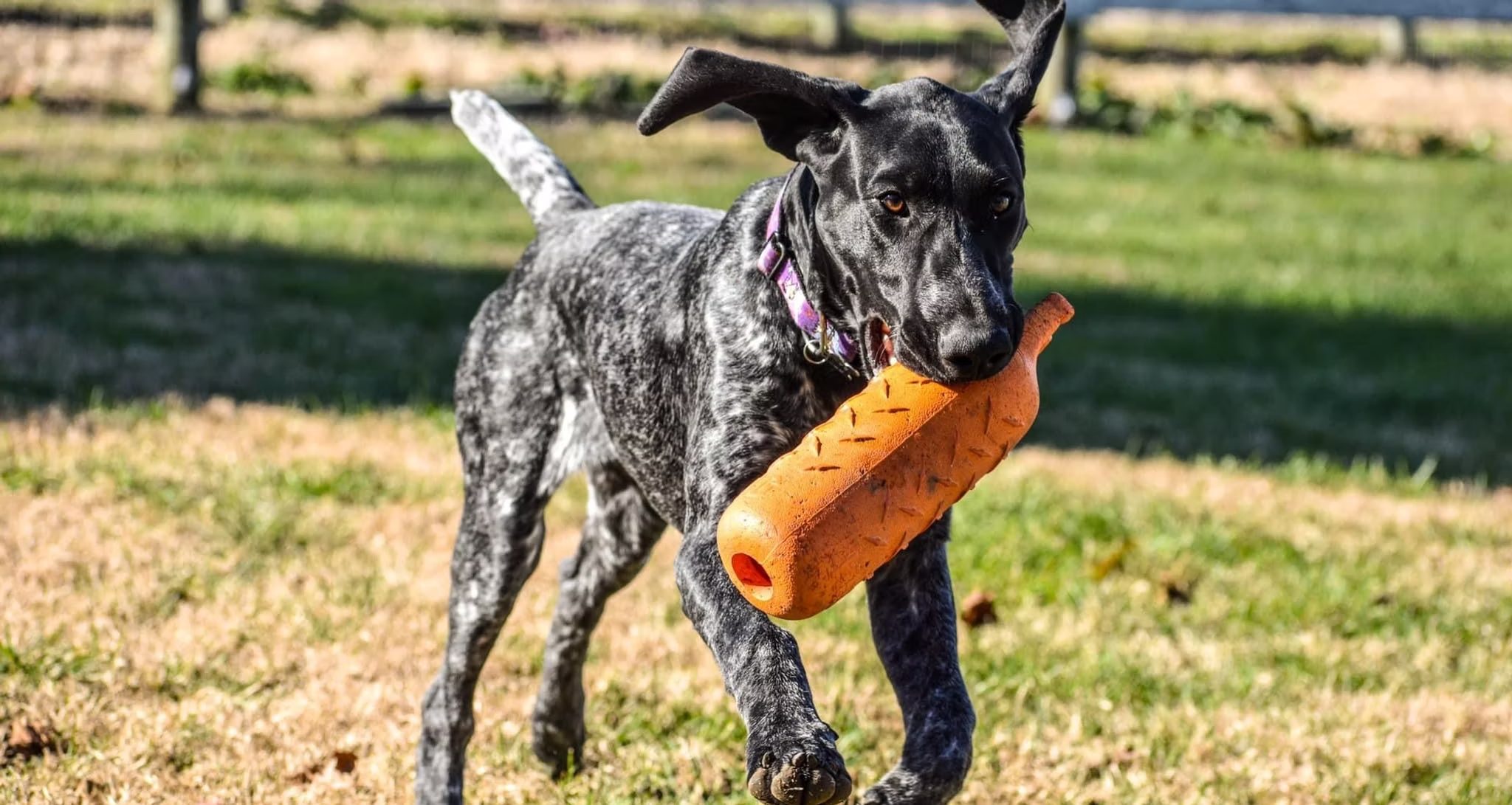 A happy speckled dog sprinting across a sunny play yard carrying its favorite orange toy