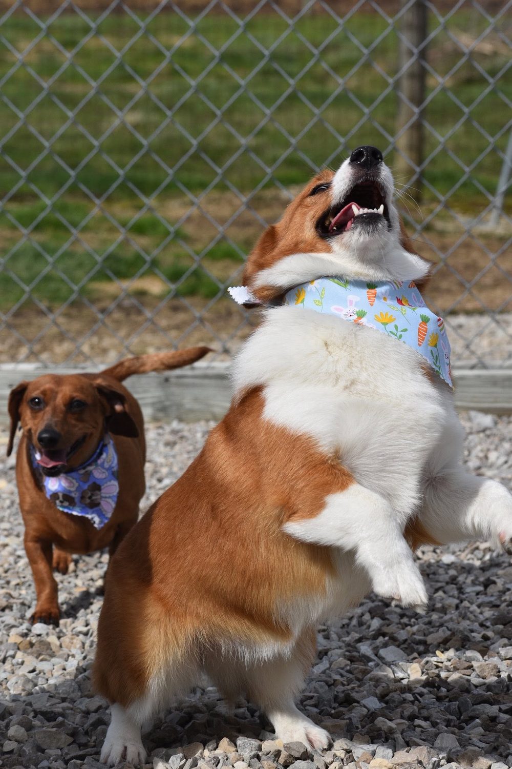 A corgi leaping with joy next to a dachshund in the play yard