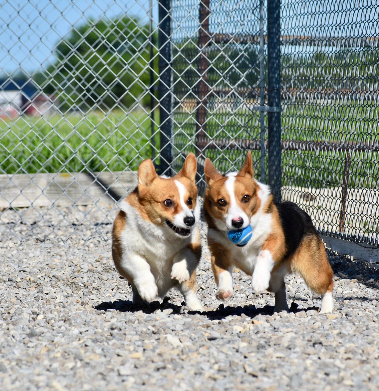 Two corgis racing side by side across a gravel play yard