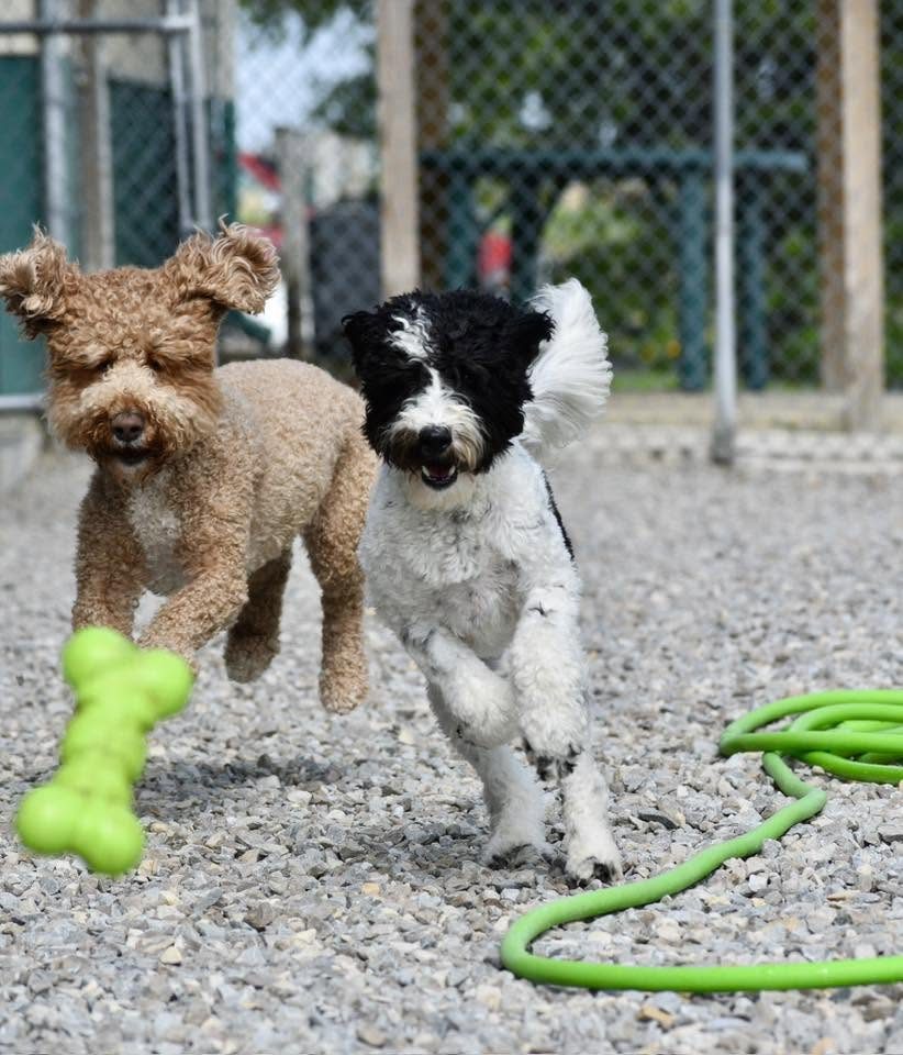 Two doodles charging toward a green bone toy