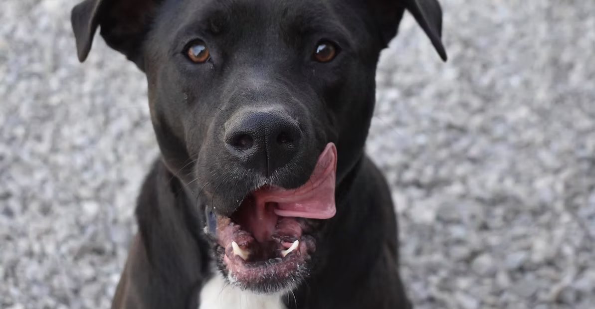 A black lab grinning mid lick on a sunny day