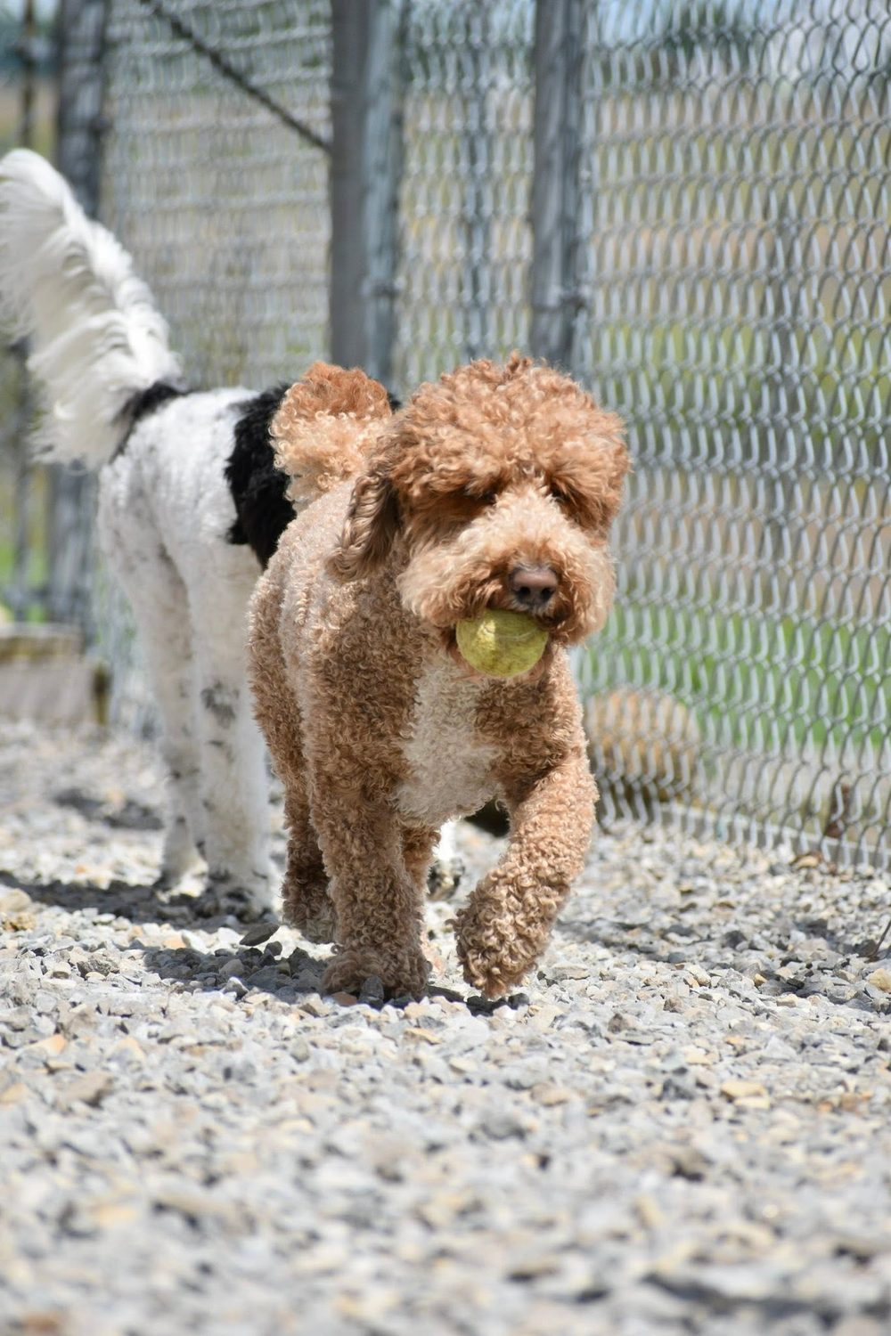 An apricot poodle trotting back proudly with a tennis ball